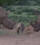 Cute rhino calf playing with his herd at picnic area in South Africa