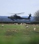 Sheep not afraid of low-flying Apache attack helicopter in north England