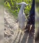 Goat born with paralysed forelegs stuns villagers by learning to walk upright