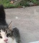 Parrot Plays Peek-a-Boo with Neighbors Cat