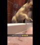 Dog totally shocks owner by jumping into her bath