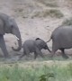 Baby elephant\'s excitement results in tumble downhill