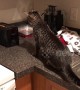 What a scaredy cat! Feline gets a fright in toaster encounter
