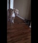 Terrier-fied! Pitbull is so scared of cat he can hardly bear to look