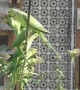 Indian man feeds thousands of parakeets everyday from outside his apartment