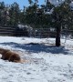 Palomino Horse Makes A Snow Angel