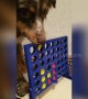 Clever dogs enjoy playing Connect Four
