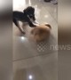 Chubby corgi knocked down by speeding miniature schnauzer