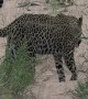 Mongoose's Close Call with Waiting Leopard