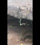 "Head-banging" South African snake baffles experts
