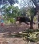 Elephant attacks man as he gets close to take picture in southern India