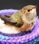 Licensed Rehabilitators Save a Baby Hummingbird