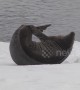 Scratch that itch! Seal in the Antarctic seen scratching itchy flippers