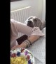 Dog becomes a statue while begging owner for ravioli