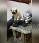 Innocent pug looks sad as pigeons steal his plate of food
