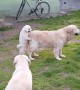 Puppy hilariously jumps onto Golden Retriever\'s back and goes for ride