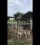 Man eats lunch of top of ladder to escape dogs begging for food