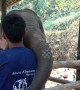Cute alert! Baby elephant prods mahout with its trunk