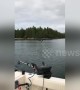 Eagle majestically picks up meal from boat in slow-motion