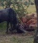 Pack of hyenas bring down pair of fighting wildebeest