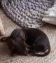Ditsy Dachshund Darts Right into Chair