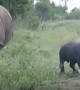 Baby rhino adorably tries to scare off safari vehicle