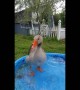 Goose does a \