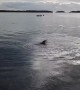 Freshly caught! Seal plays with octopus snack in New South Wales harbour