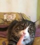 Sweet Kitty Suckles On Finger Before Sleeping