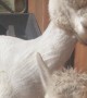 Alpacas Making Mating Music