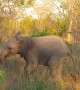 Baby elephant attempts to intimidate tourists