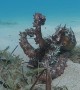 Octopus Changes Color to Resemble Ocean Floor