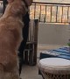 Dog Demonstrates How Not to Console Your Owner