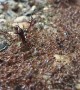 Cascading Colony of Ants