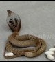 Pregnant cobra lays eggs on busy road in southern India