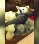 Precious Kitty and Chihuahua are Best Friends