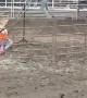 Teeter Totter Teases Rodeo Bull