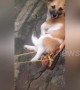 This relaxed dog likes to sleep in a hammock and listen to music