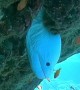 Extremely Rare White Moray Eel
