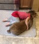 Little Girl Gently Loves on Big Bunny