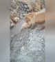 Mother golden retriever helps puppy get out of ditch