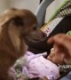 Milo the Chihuahua\'s priceless reaction after meeting baby sister