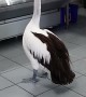 Pelican patiently waits in line to be served at fish store