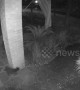 Witch on the prowl? 'Ghost' black cat spotted vanishing on Nest Cam