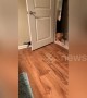 Kitten tries to play with golden retriever but can't quite reach her