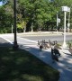 Amazingly clever geese use a crosswalk just like humans