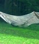 Wild bear has time of its life playing around on hammock