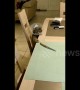 Killer kitty tries to steal knife from table
