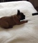 French Bulldog hilariously plays with vacuum cleaner