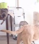Kitten's attempt to catch dog brother's tail ends in failure
